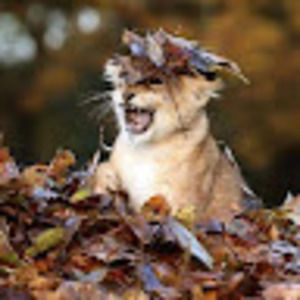 Meet your Posher, Fideo